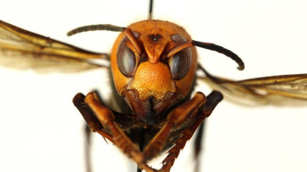 Gigantic And Deadly 'Murder Hornets' Have Now Made Their Way To The U.S., Giving Us Yet Another Thing To Worry About