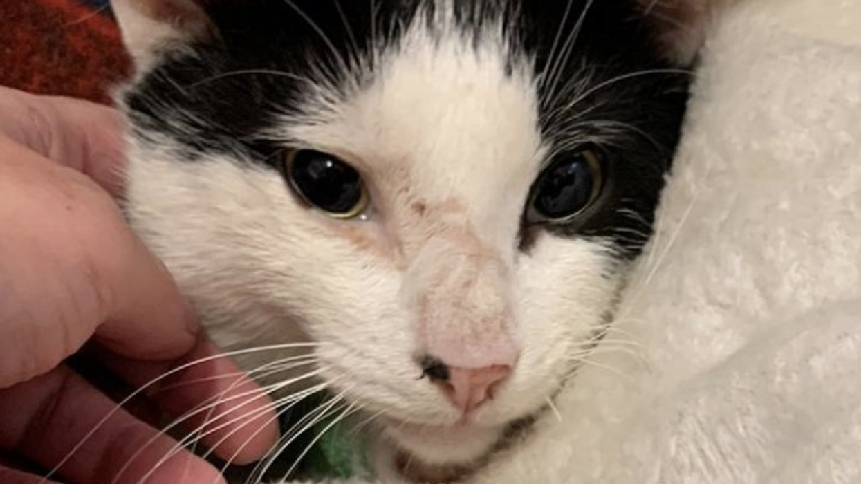 Owner Is Left In Disbelief After His 'Miracle Cat' Somehow Survives Being Hit By A Train