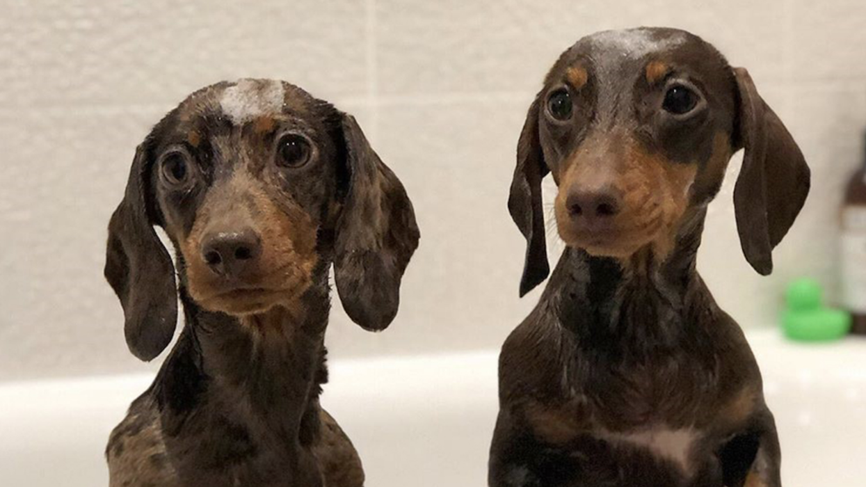 Woman Shells Out Hundreds A Month On Her Pampered Pooches In Quest To Turn Them Into 'Dogfluencers'