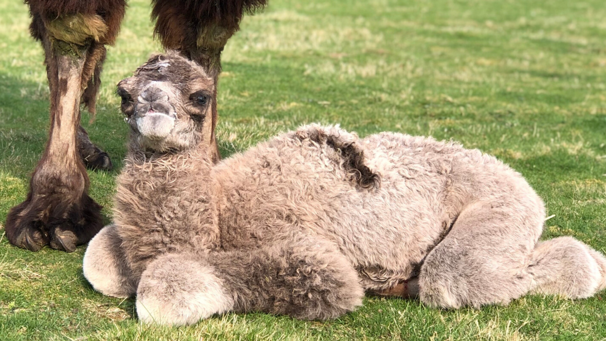 Baby Camels Born In Wildlife Park During Lockdown Are In For A Shock Once Visitors Come Back