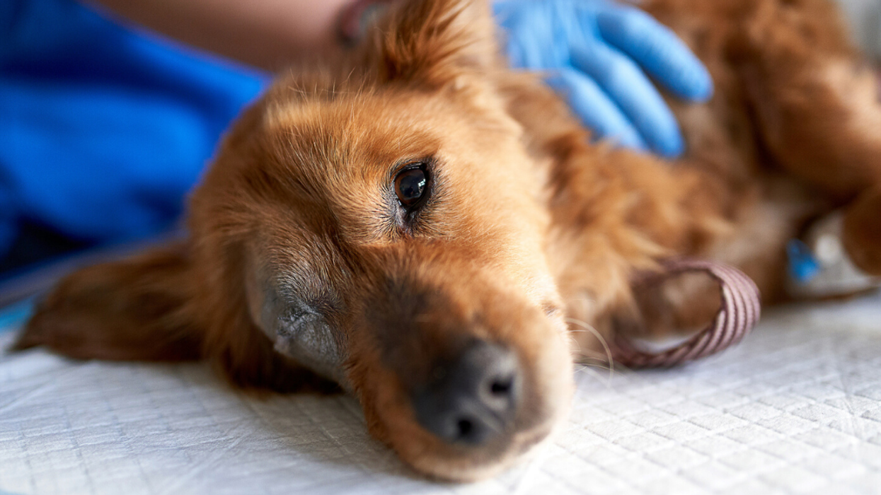 Woman Horrified After Her Boyfriend Admits That He Once Euthanized His Healthy Dog To Get Back At His Ex-Fiancée