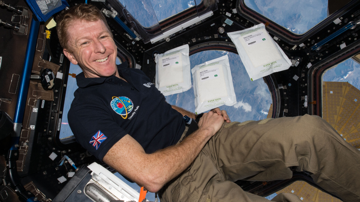 Scientists Determine That Seeds Sent To Outer Space 'Grew Slightly Slower' After Being Planted Back On Earth