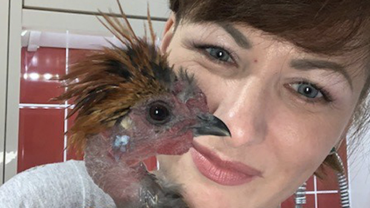 Savvy Mom Dubbed The 'Crazy Chicken Lady' Uses Money Earned From Online Questionnaires To Rescue Chickens
