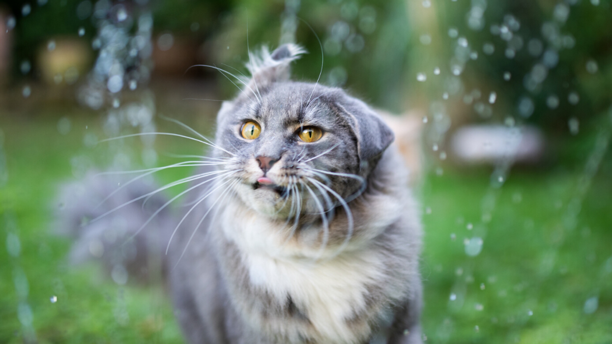 Woman Sparks Fiery Debate After Getting Some Petty Revenge On Neighbor Boy Who Dumped Water On Her Cat