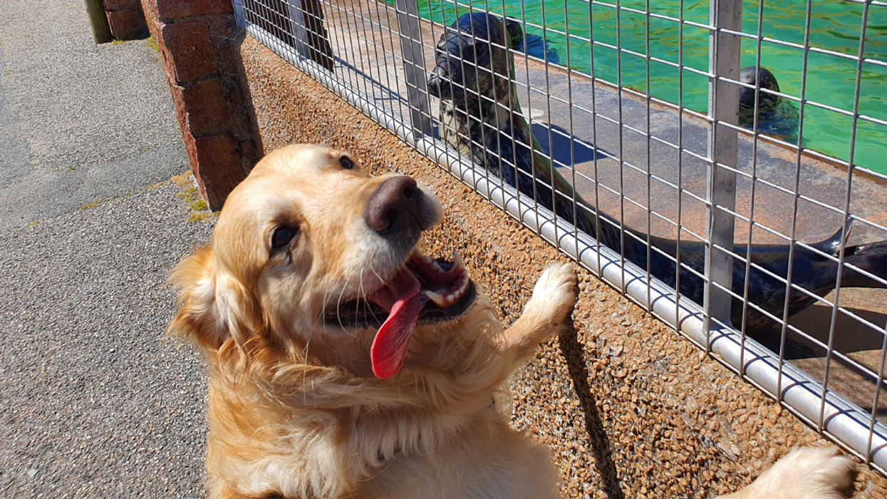 Dogs Provide A Much Needed Morale Boost For Sanctuary's Seals Who Miss Having Visitors