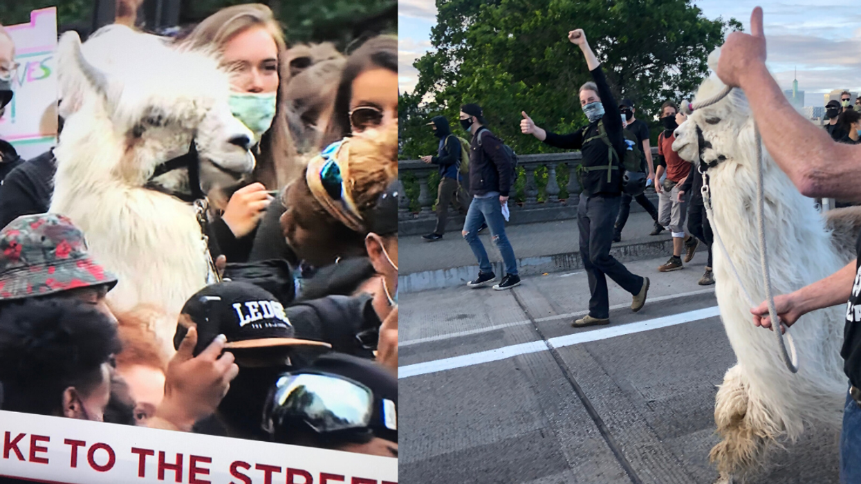Caesar The 'No Drama Llama' Narrowly Escaped Getting Teargassed By Police At A Black Lives Matter Protest In Portland