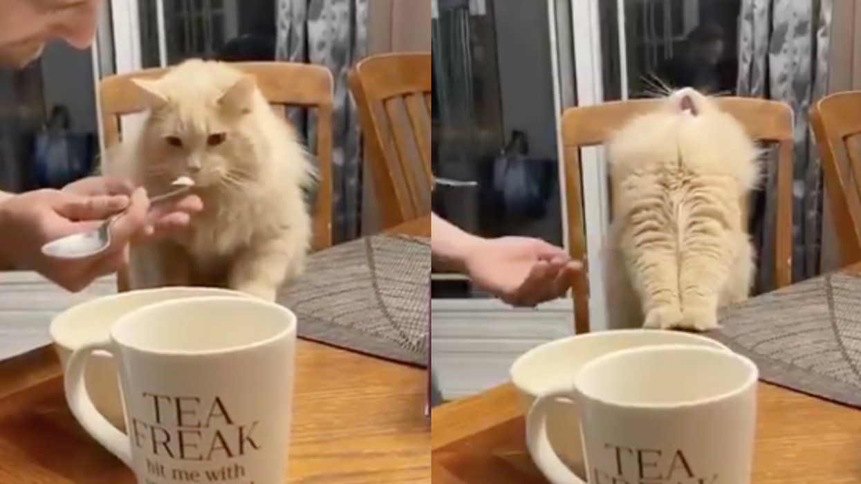 Man Called Out For 'Animal Cruelty' After Video Of Him Feeding His Cat Ice Cream Goes Viral