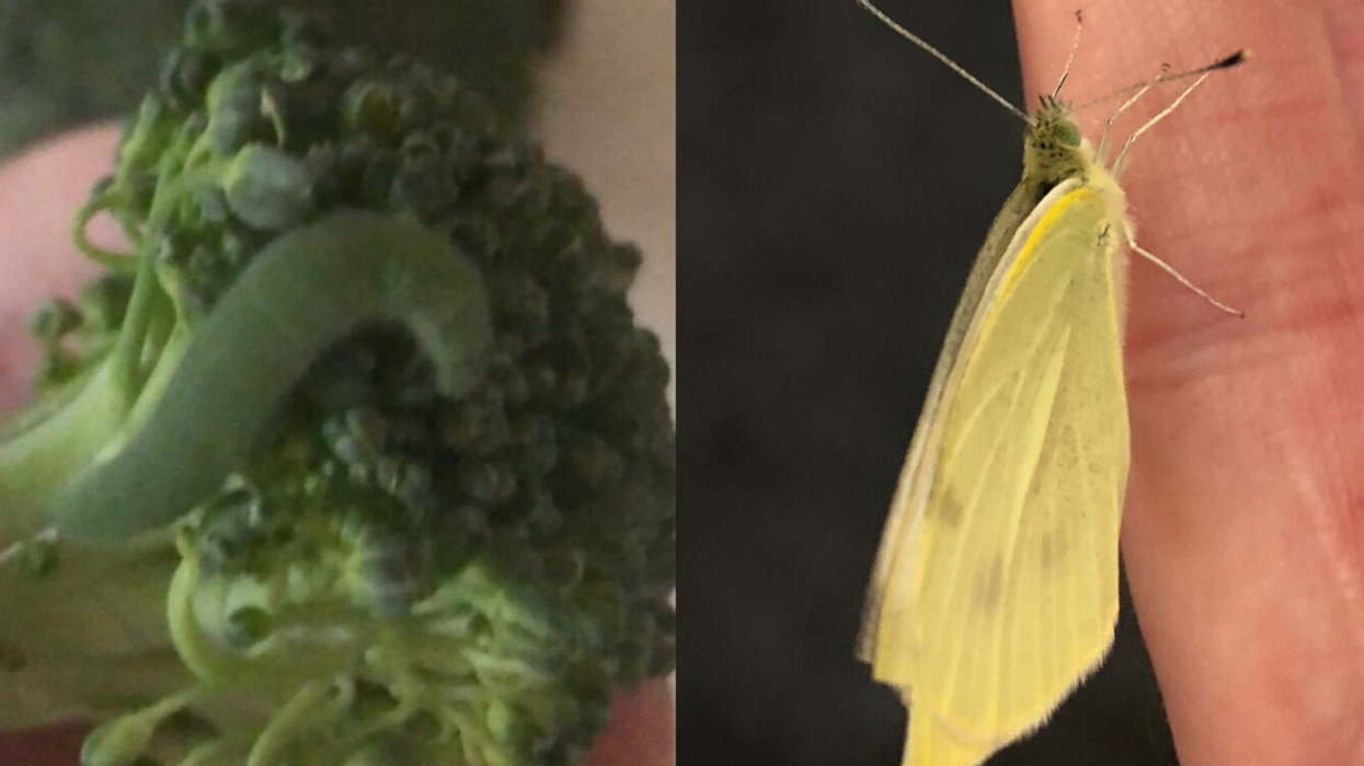 Man Decides To Raise Seven 'Caterpillar Children' He Found In His Grocery Store Broccoli
