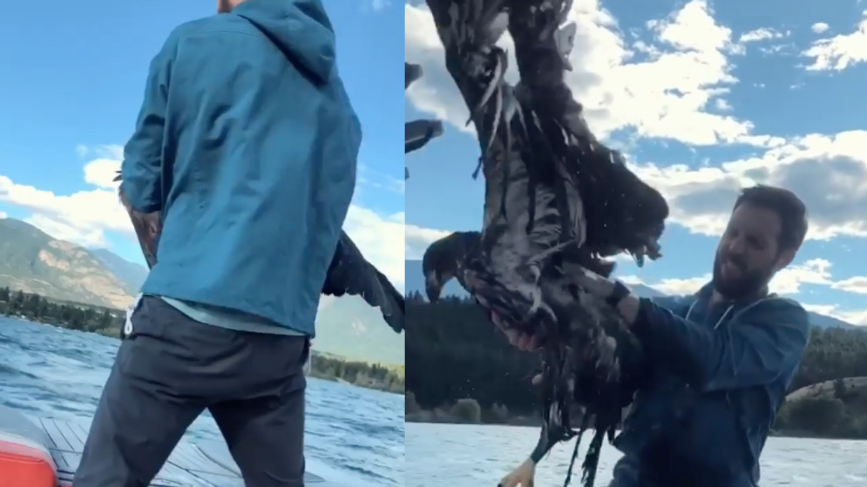 Canadian Man Saves Baby Bald Eagle From Drowning To Prove To Infant Son That He's 'Cool'
