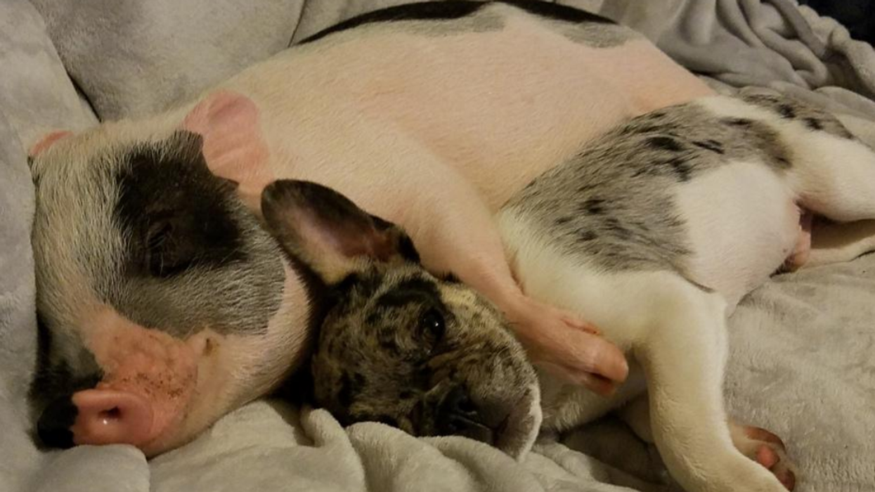Woman And Her Partner Share Their Bed With Adorable Rescue Pig And His French Bulldog Best Friend