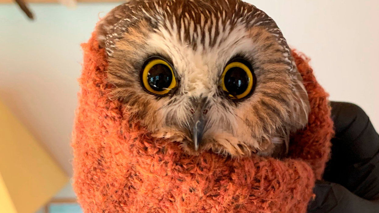 Tiny Owl Recovering At Wildlife Rehab Center After It Was Found Inside The Rockefeller Christmas Tree