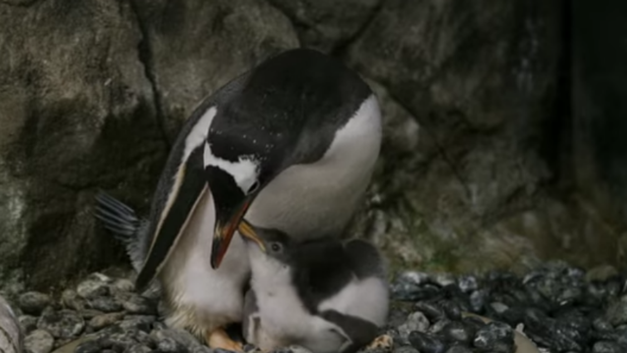Gay Penguin Power Couple Hatches A Second Chick Who Was Neglected By Its Straight Parents
