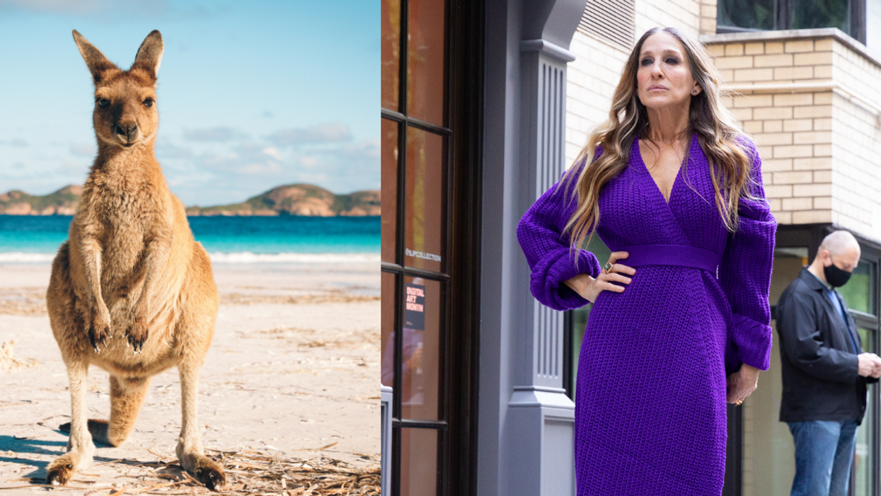 Jogger Claims A Kangaroo Attacked Her Because She Was Wearing Sarah Jessica Parker's Perfume