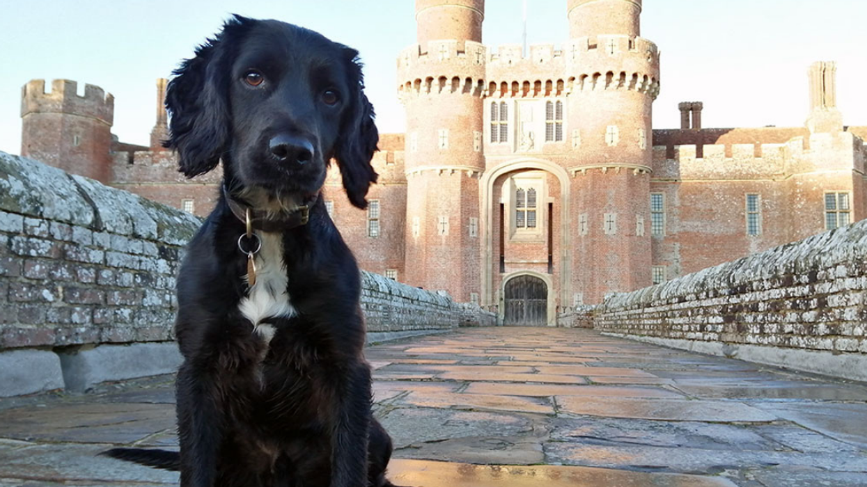 Puppy Found Abandoned In A Bucket Recovers To Become Successful And 'Mischievous' Police Dog