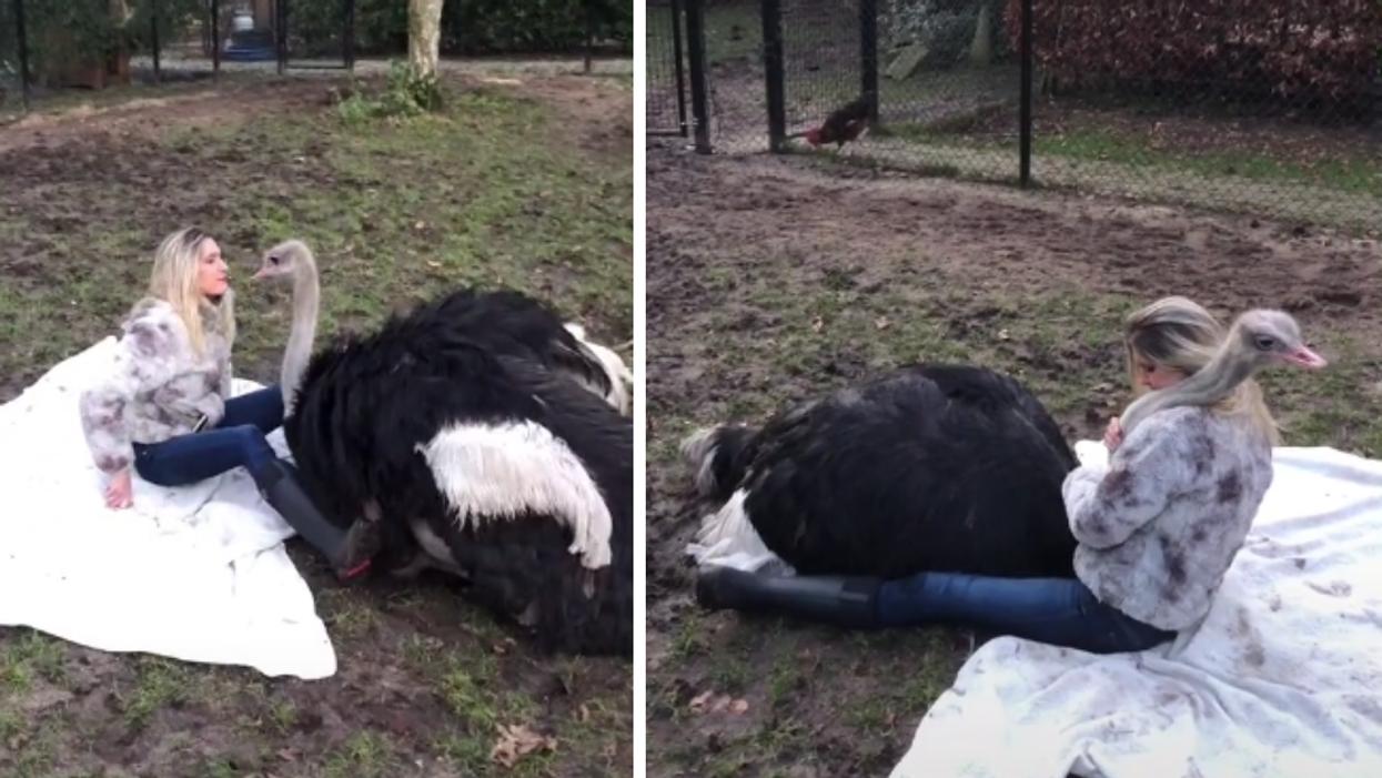Woman's Seemingly Romantic 'Date' With An Ostrich Has People Feeling All Kinds Of Ways