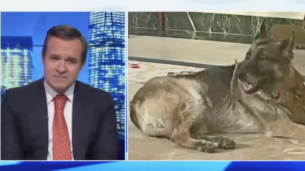 Newsmax Ripped After Segment Attacking Biden's Dog as 'From the Junkyard' and Not 'Presidential'