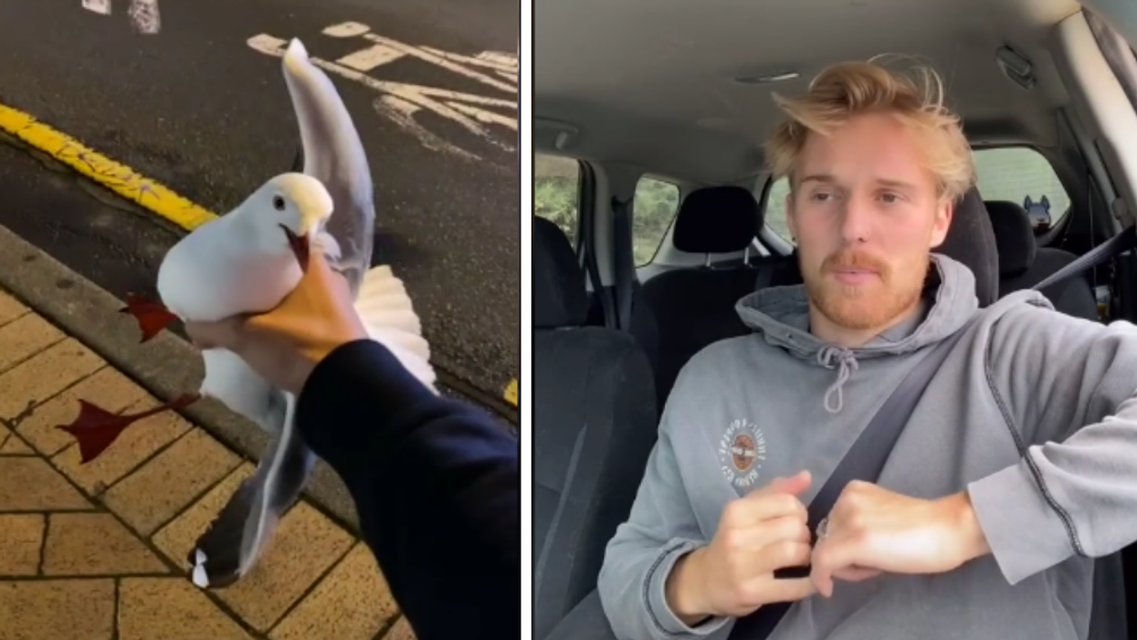 Man Sparks Outrage After Grabbing Protected Seagull Who Was Trying To Steal His French Fries