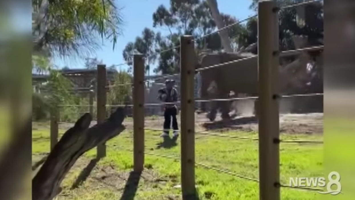 Dad Arrested For Endangering His Toddler By Hopping Fence Into Zoo's Elephant Enclosure For A Selfie