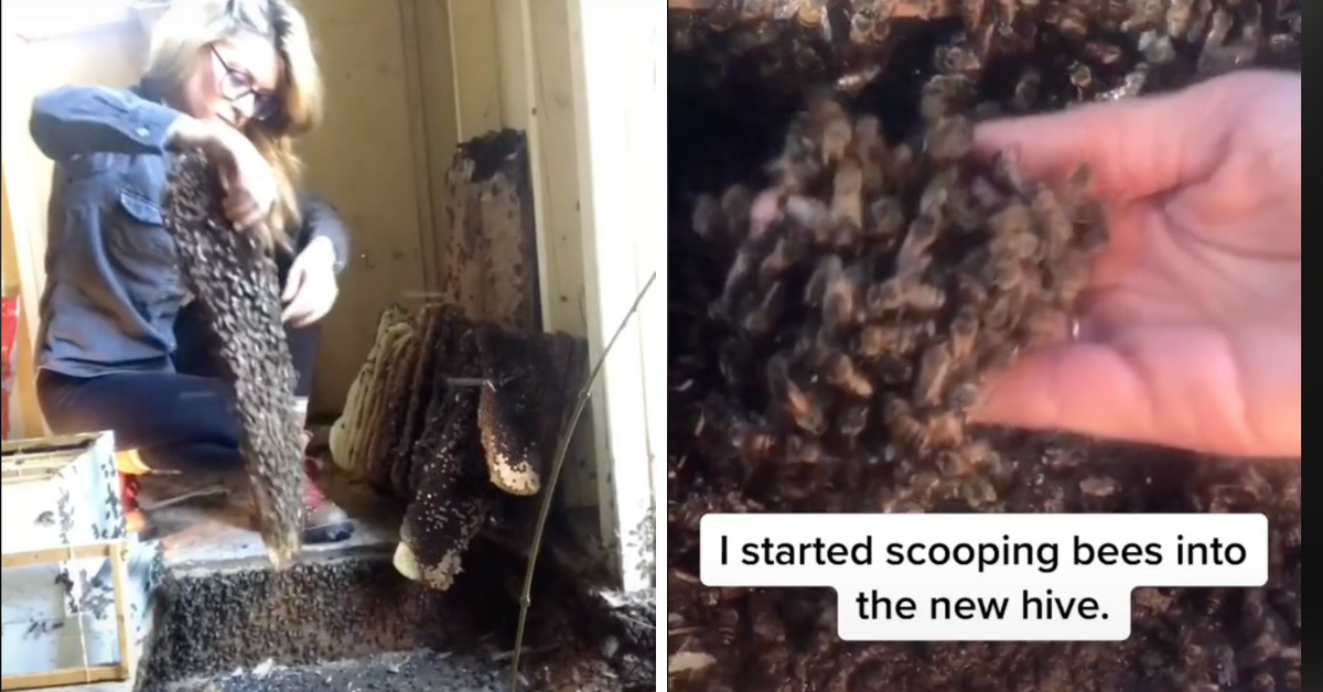 Video Of Texas 'Bee Whisperer' Rehoming Massive Hive Of Bees With Her Bare Hands Goes Viral