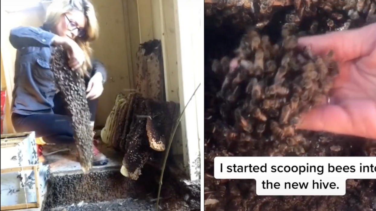 Video Of Texas 'Bee Whisperer' Rehoming Massive Hive Of Bees With Her Bare Hands Goes Viral