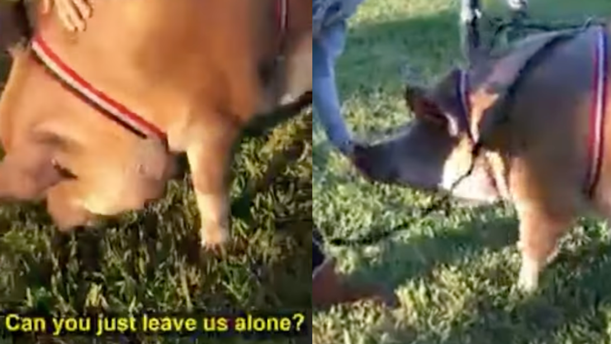 Woman Melts Down And Threatens To Call HOA Over Neighbor's 'Huge' Emotional Support Pig