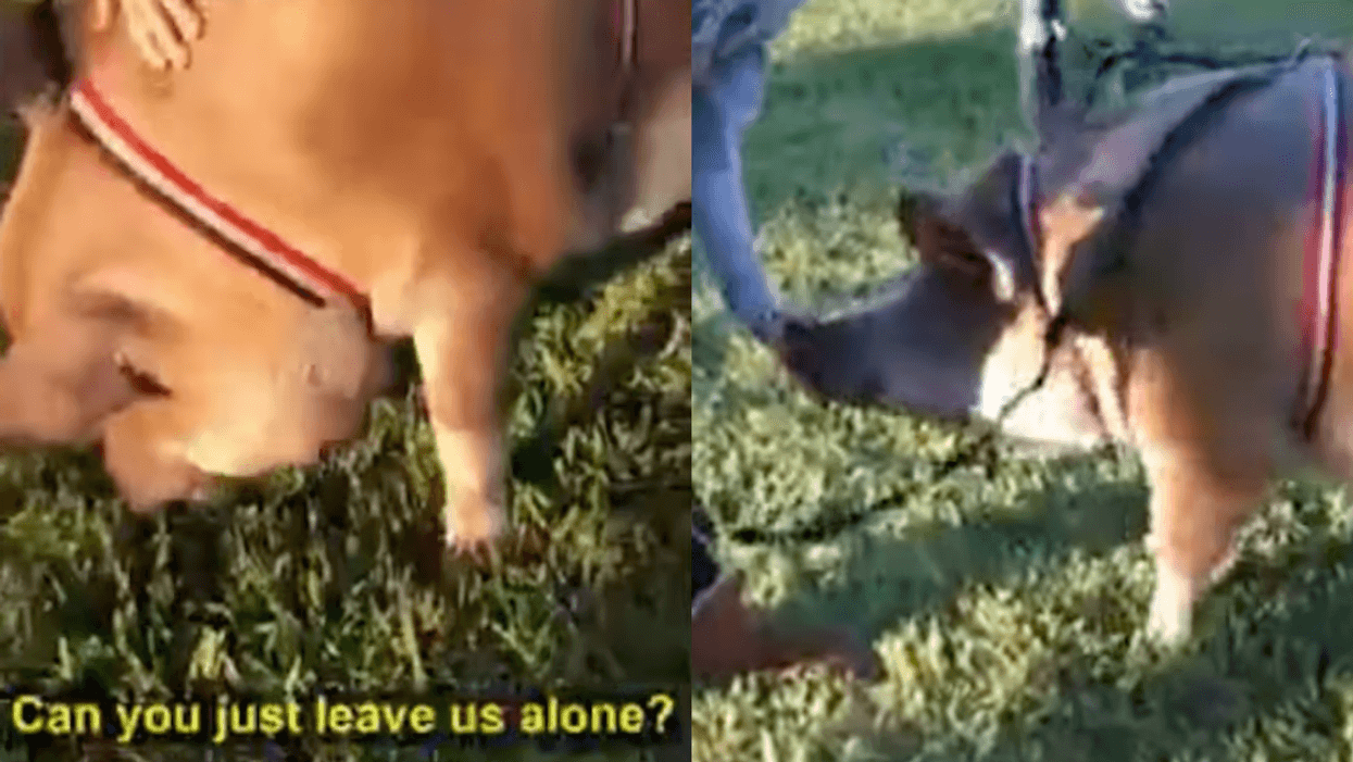Woman Melts Down And Threatens To Call HOA Over Neighbor's 'Huge' Emotional Support Pig
