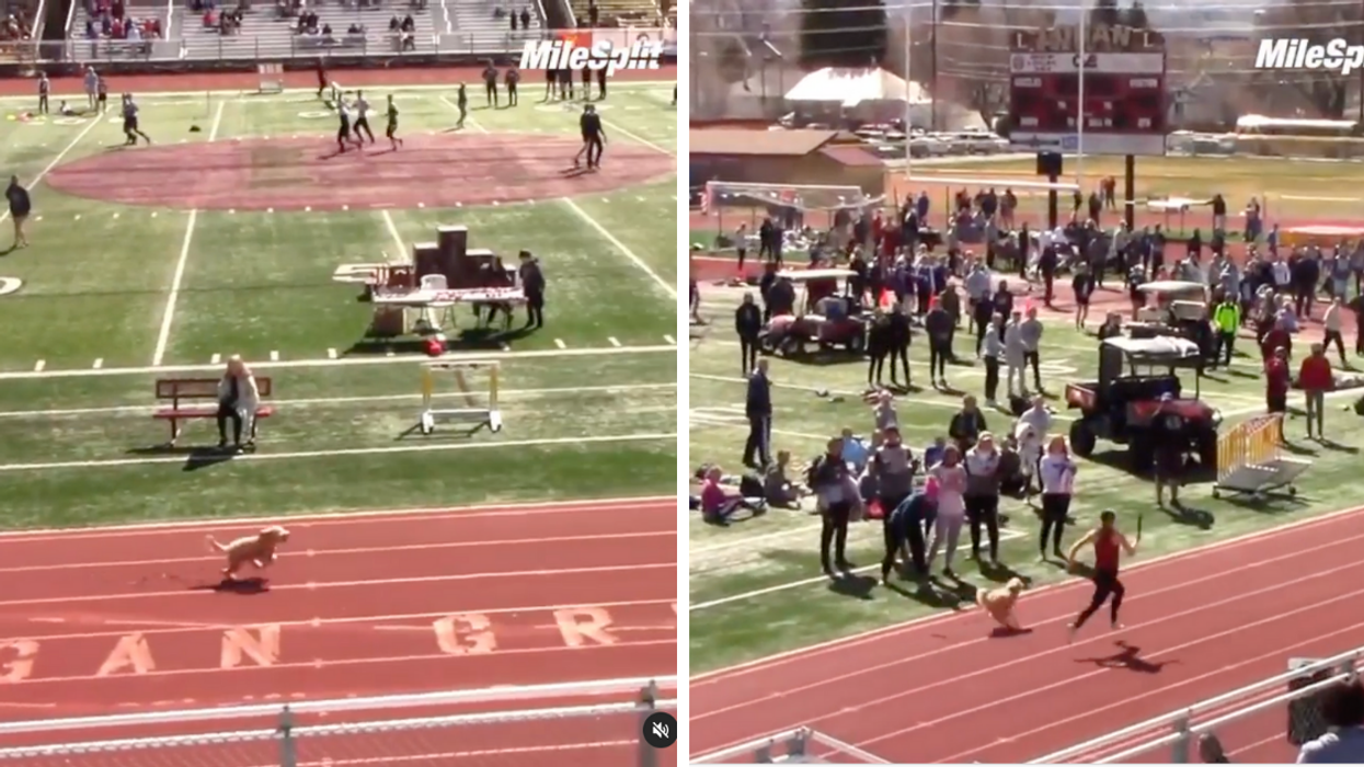 Dog Crashes Utah Track Meet And Chases Down Sprinter To Win Race As Crowd Roars In Viral Video