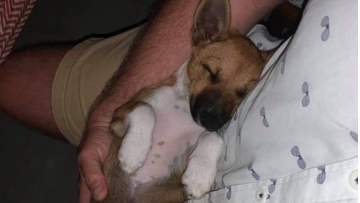 Woman Horrified After Someone Tried To Kill Her Puppy With A Poisoned Bone For 'Barking Too Much'