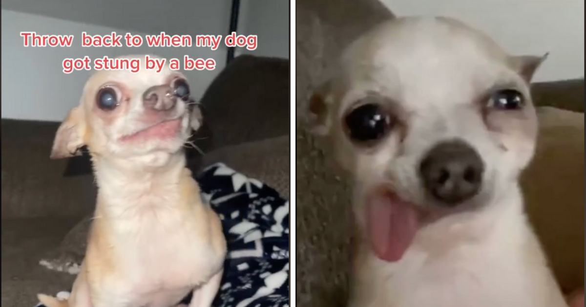 Poor Chihuahua's Distorted Face Goes Viral After His Unfortunate Run-In With A Bee