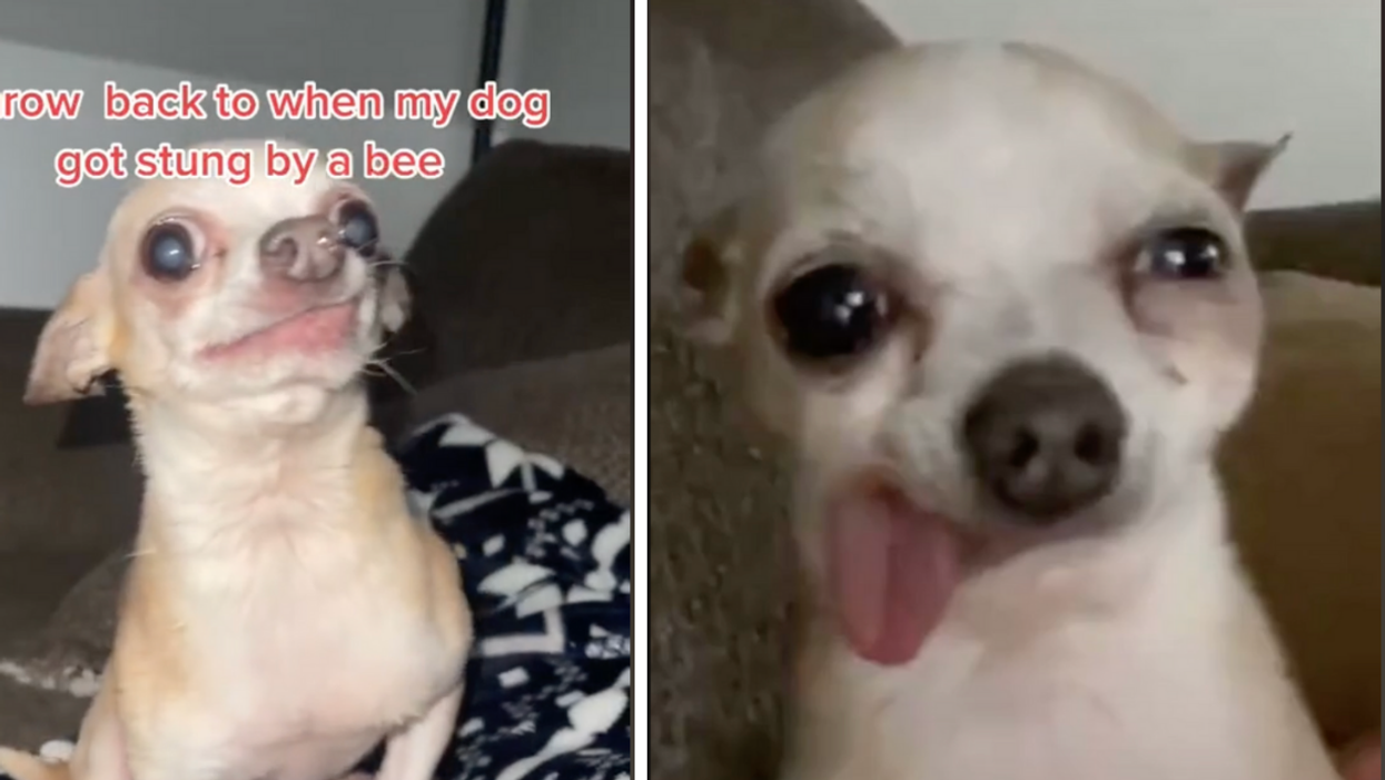 Poor Chihuahua's Distorted Face Goes Viral After His Unfortunate Run-In With A Bee