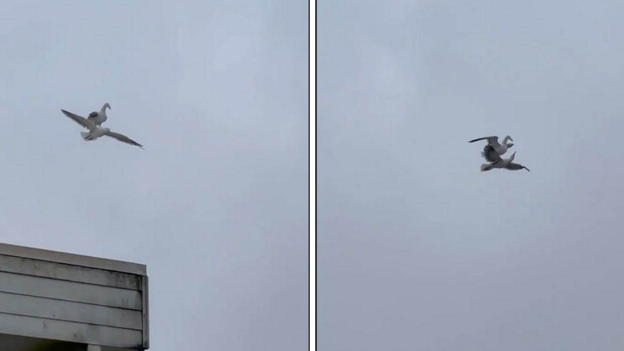 Seagull Becomes Internet Sensation After Casually Riding On Another Seagull's Back In Viral Clip