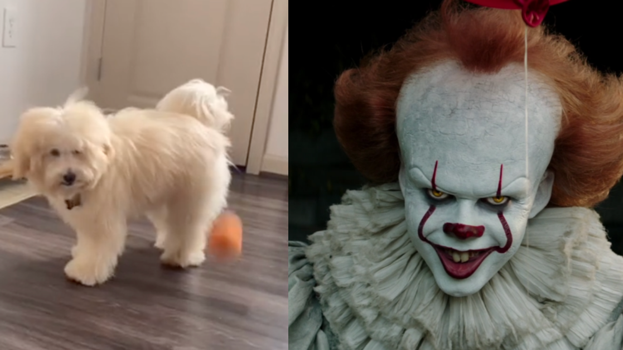 Owner Picks Up Dog From The Groomer Only To Find He Now Looks 'Like The Clown From 'IT''