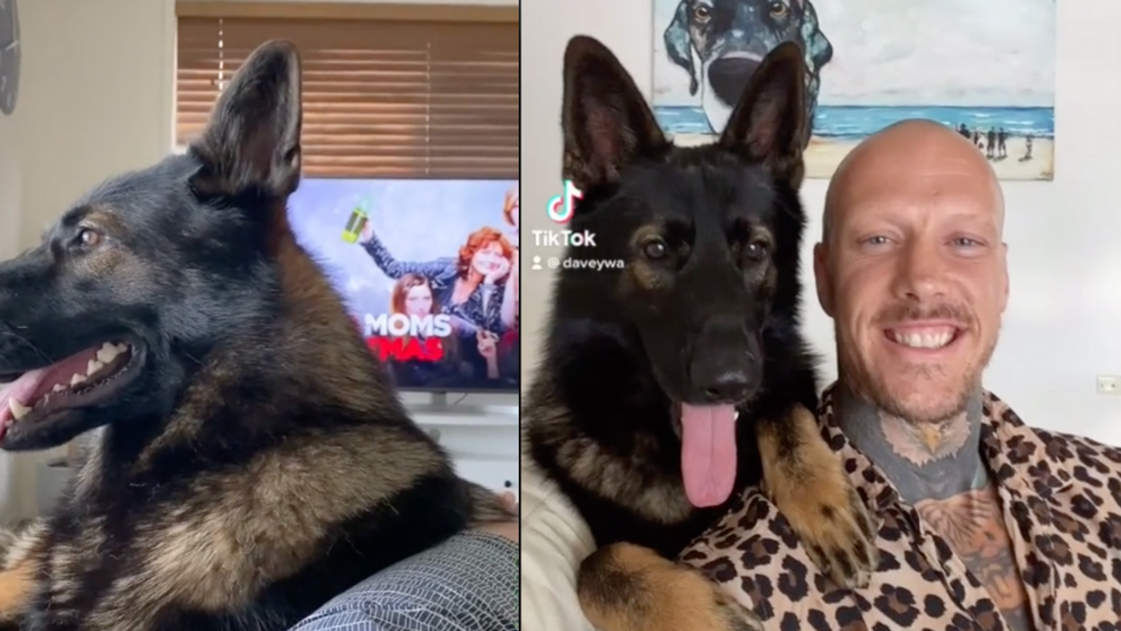 Former Police Dog Goes Viral For His Hilariously Quick Reaction To Hearing The Word 'Cocaine'