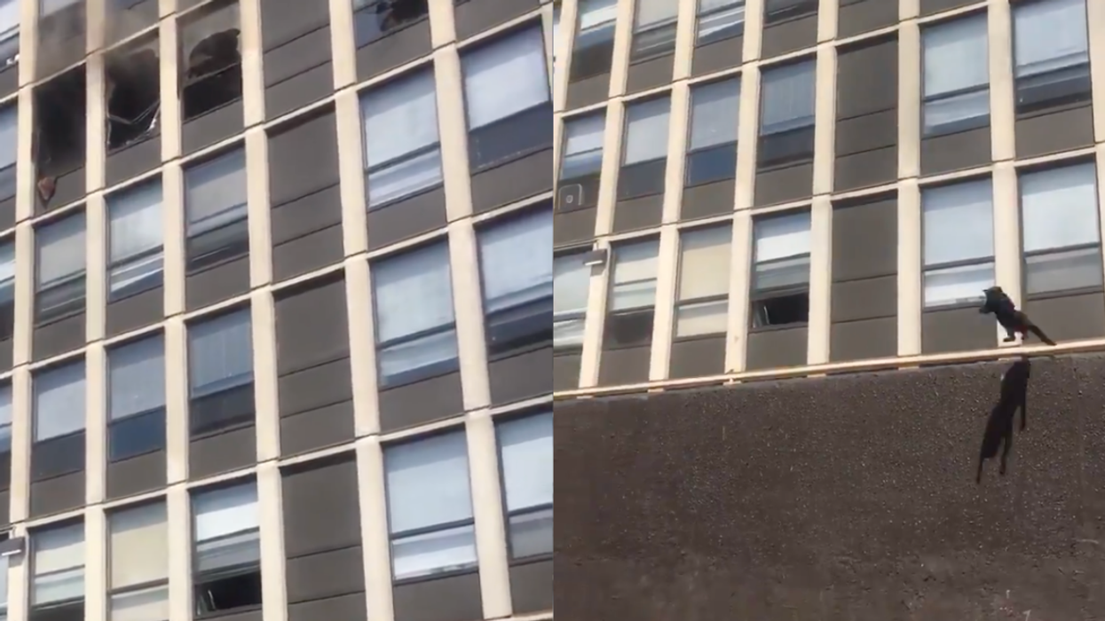 Onlookers Stunned As Cat Jumps From Burning 5th Story Apartment—And Survives Unscathed