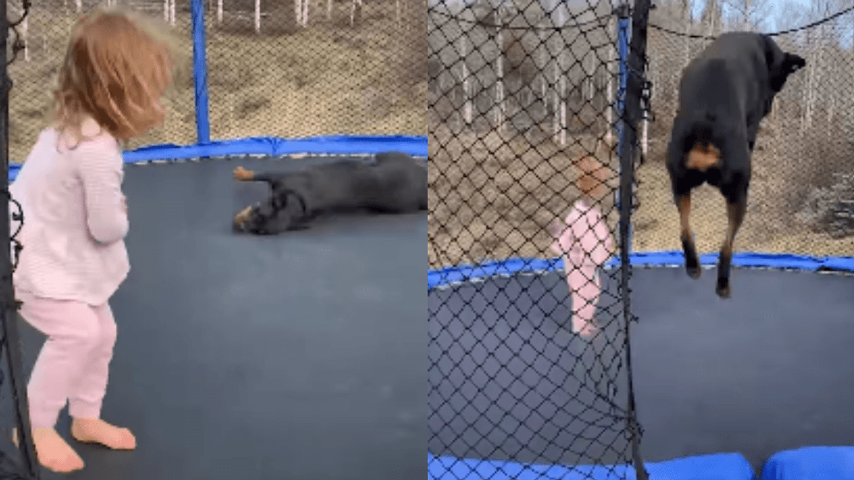 Little Girl And Her Rottweiler Exude Pure Joy While Jumping On A Trampoline In Viral Video