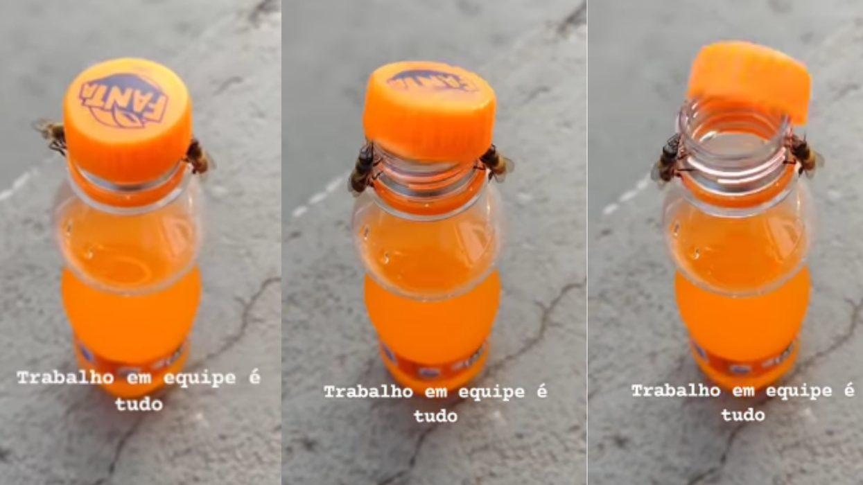 People Are In Awe Over Video Of Two Bees Working Together To Unscrew Cap From Soda Bottle