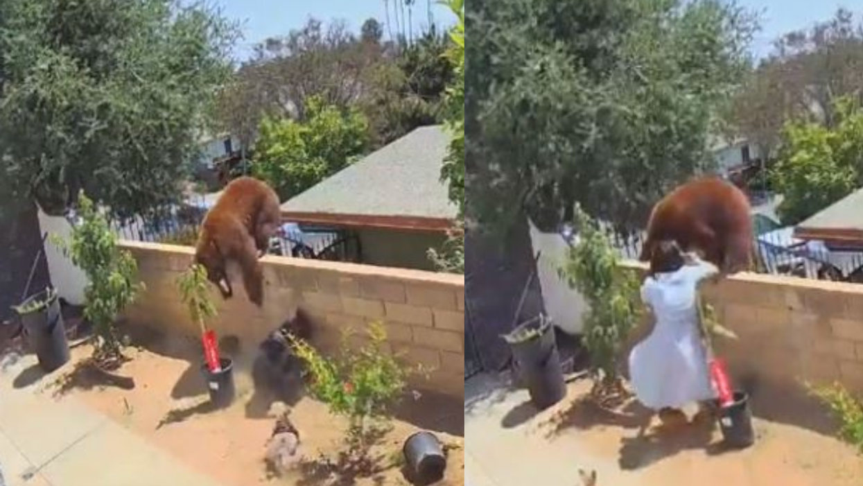 Teen Speaks Out After Video Of Her Shoving Mama Bear Off Wall To Save Her Dogs Goes Viral