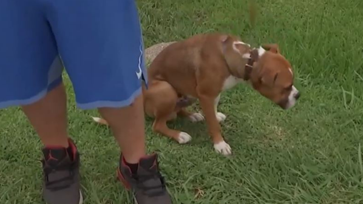 Texas Mom Charged After Accidentally Shooting Her 5-Year-Old Son While Firing At Puppy On The Loose