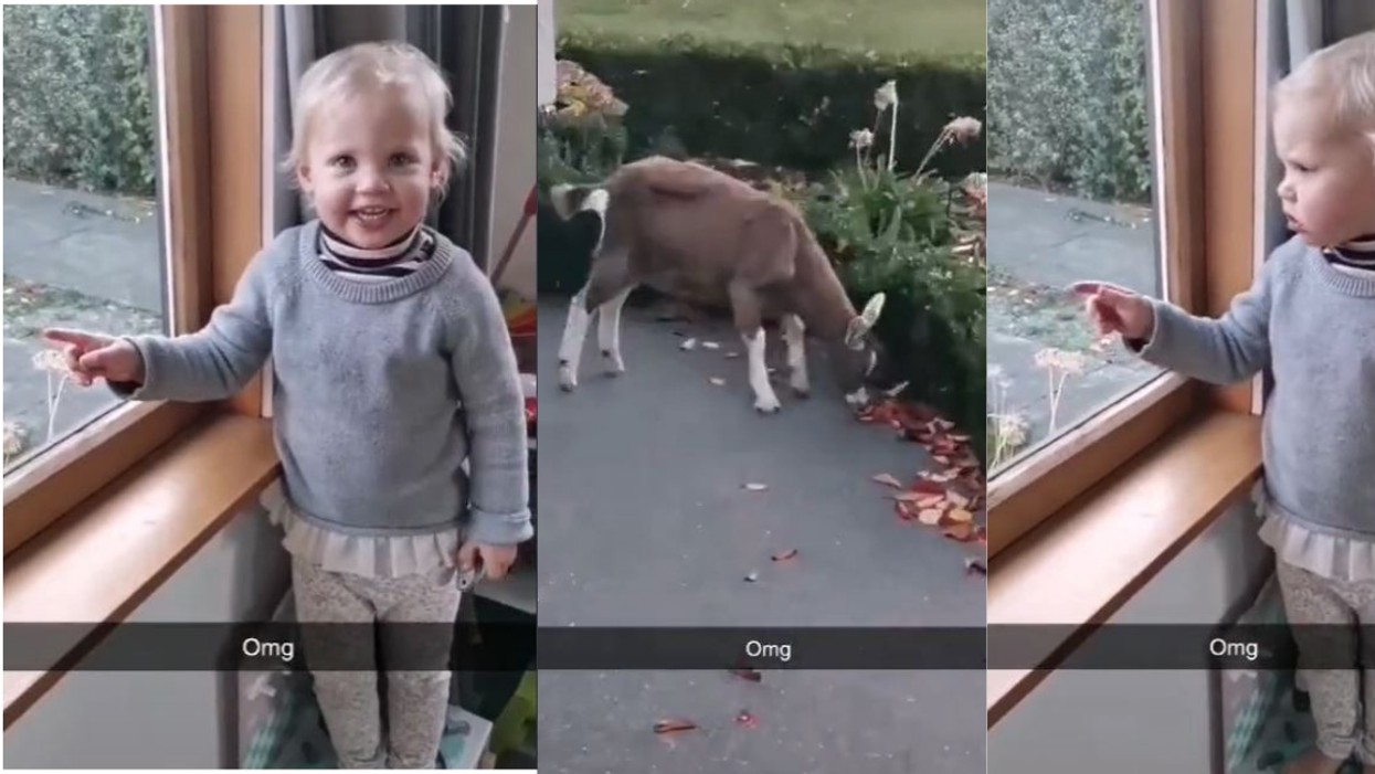 Hilarious Video Of Toddler Cursing After Seeing A Goat Outside Her House Has The Internet LOLing