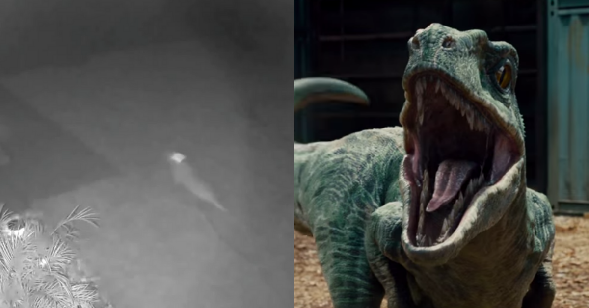 Florida Woman Convinced Security Camera Caught 'Baby Dinosaur' Running Through Her Yard