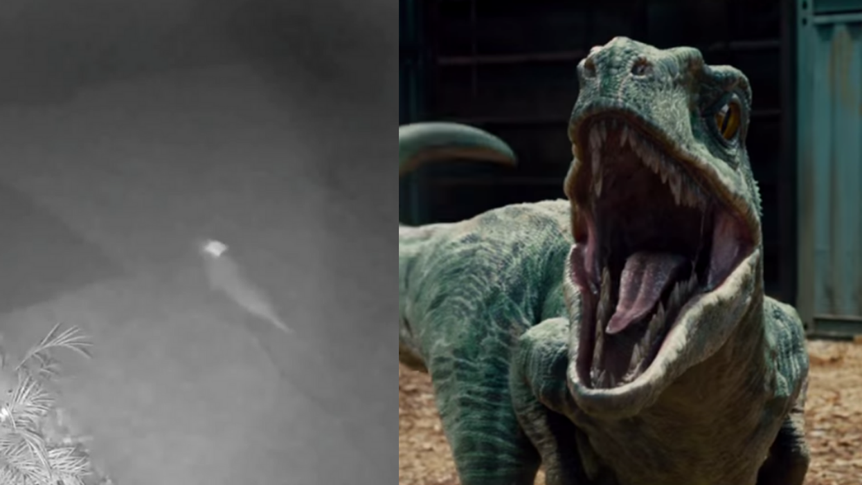 Florida Woman Convinced Security Camera Caught 'Baby Dinosaur' Running Through Her Yard