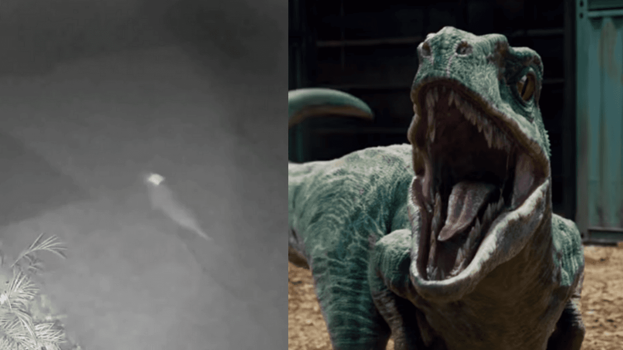 Florida Woman Convinced Security Camera Caught 'Baby Dinosaur' Running Through Her Yard