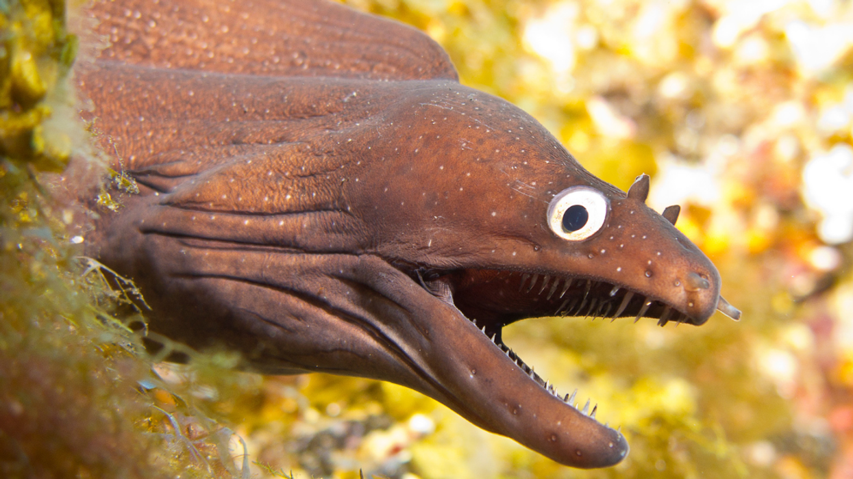 Twitter Hails Iconic New York Times Headline About Eels As A True Work Of Literary Genius