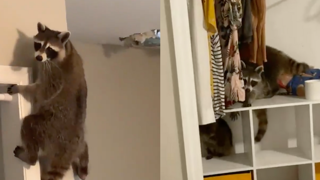 Woman's Home 'Trashed' After Raccoon Crashes Through Her Ceiling And Invites All Its Friends