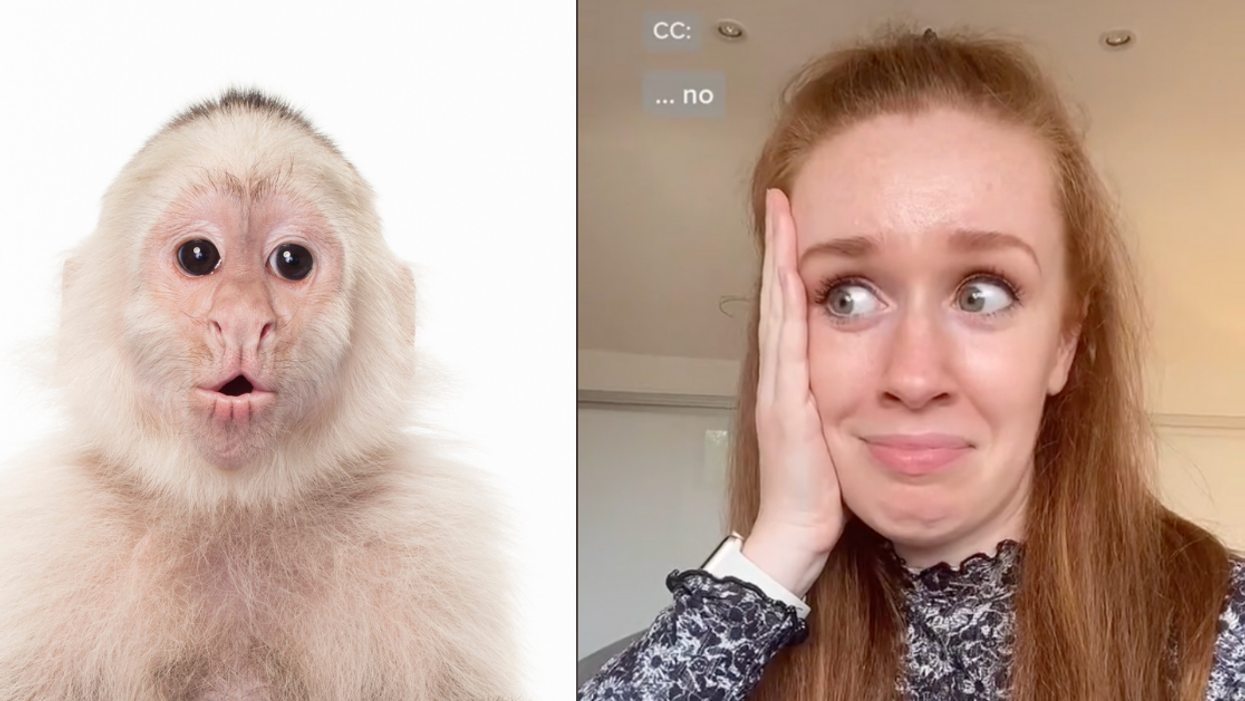 Scientists Determined What Monkeys Would Sound Like If They Could Speak—And We're Not OK
