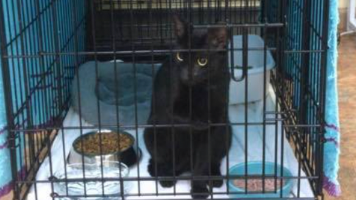 Missing Cat Reunited With Owners Over Two Weeks After Miraculously Surviving Condo Collapse