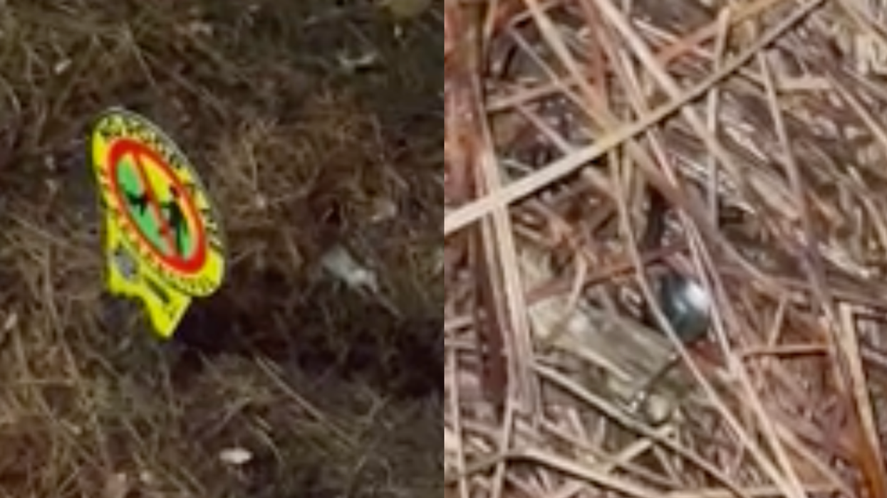 Woman Calls Out Neighbor For Allegedly Laying Out Thumbtacks To Deliberately Hurt Dogs