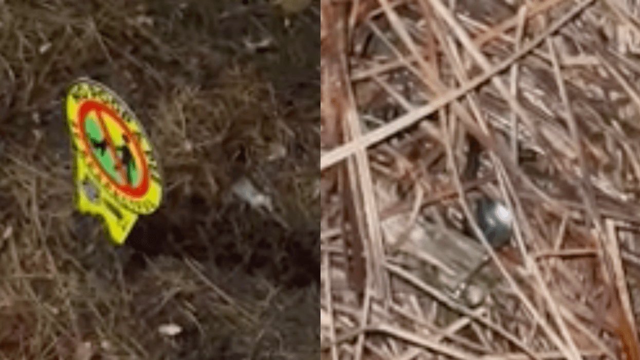 Woman Calls Out Neighbor For Allegedly Laying Out Thumbtacks To Deliberately Hurt Dogs