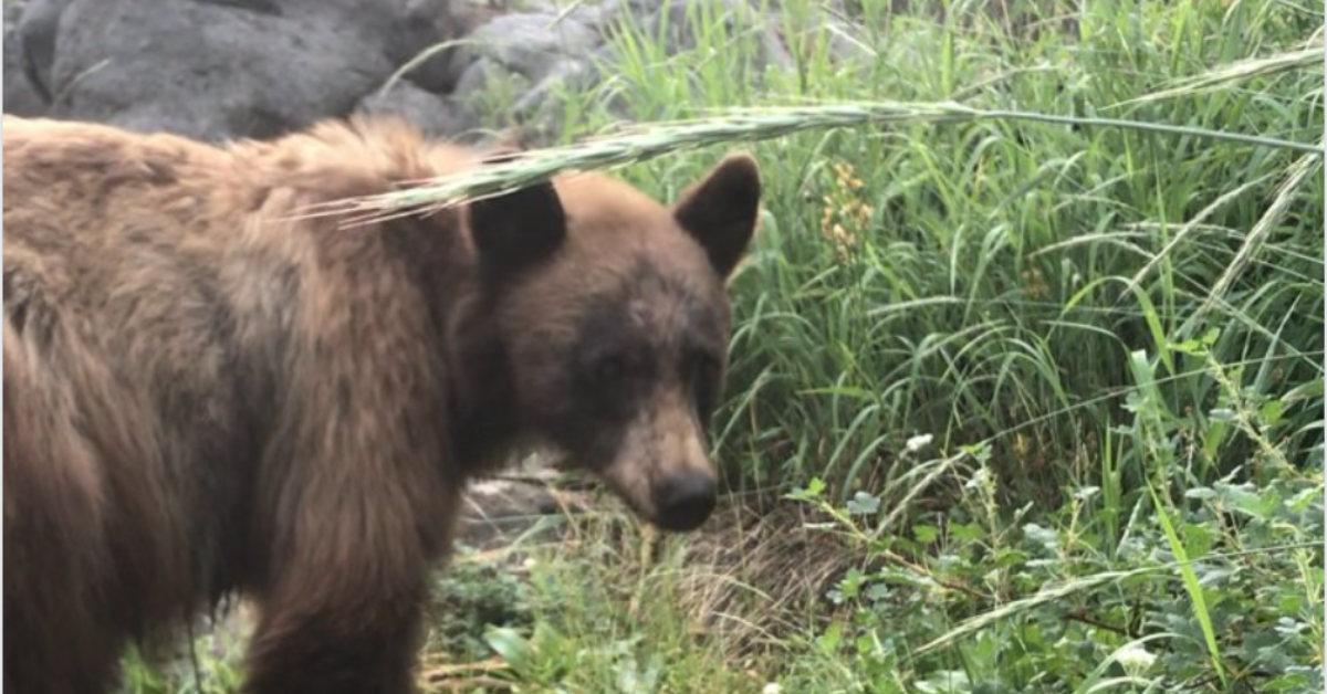 Yosemite Park Shares Devastating Photo Of Mama Bear Standing Over Cub Killed By Speeding Motorist