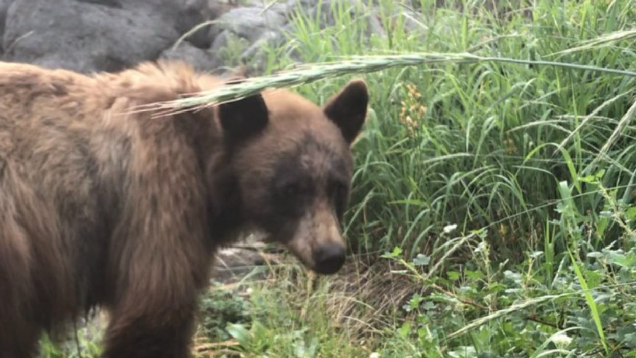 Yosemite Park Shares Devastating Photo Of Mama Bear Standing Over Cub Killed By Speeding Motorist